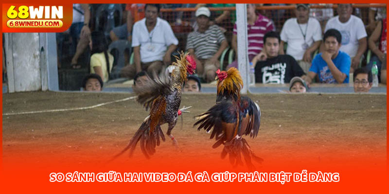 So sánh giữa hai video đá gà giúp phân biệt dễ dàng